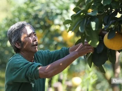 Quả bưởi tươi Việt Nam chính thức được xuất khẩu sang Hoa Kỳ