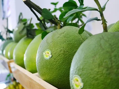 Bưởi tươi Việt Nam được cấp phép vào Mỹ