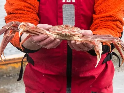 Lần đầu tiên trong lịch sử Alaska hủy mùa đánh bắt cua hoàng đế, cua tuyết nức tiếng, lý do vì đâu?