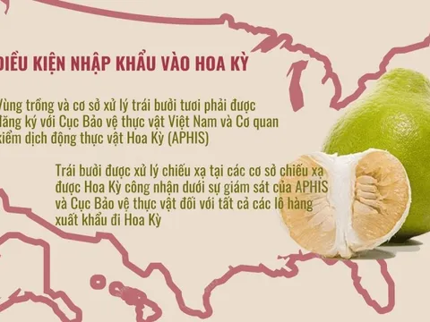 Bưởi trở thành trái cây thứ 7 của Việt Nam nhập khẩu vào Hoa Kỳ