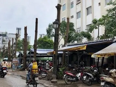 Ngỡ ngàng với hình ảnh hàng cây "trơ xương" ở quận 8 - TPHCM