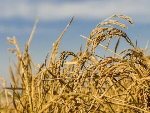 Trung Quốc giới thiệu giống lúa mới cho thu hoạch nhiều năm, không cần gieo hạt lại