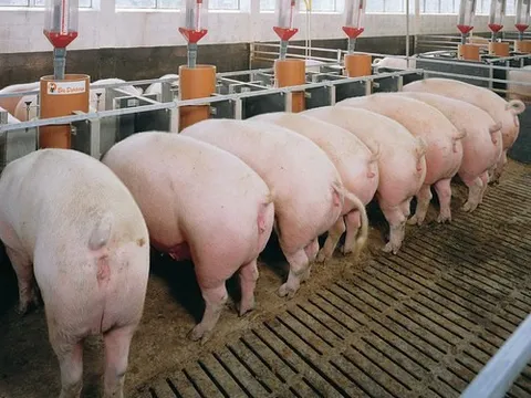 BAF dừng kế hoạch huy động 600 tỷ trái phiếu, tuyên bố mỗi năm sẽ cho ra thị trường 30.000 "heo ăn chay"