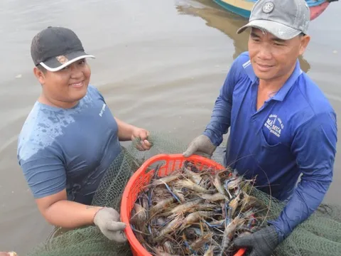 Bạc Liêu: Nông dân phấn khởi vì trúng mùa tôm càng xanh, lợi nhuận cao