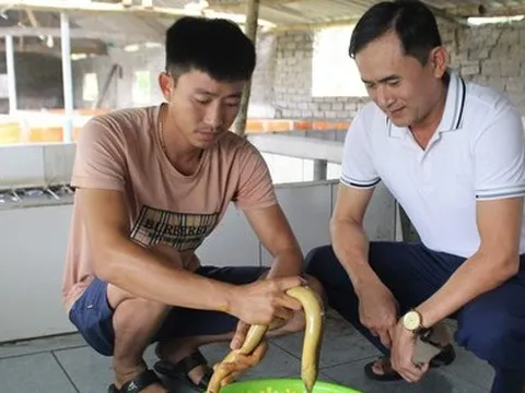 Chàng trai 9x thu trăm triệu mỗi năm nhờ nuôi lươn không bùn, cho lươn nghe nhạc