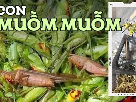 Đặc sản đồng ruộng chỉ xuất hiện khi mùa lúa chín, giá gần 300 nghìn/kg mà ai cũng thích mua