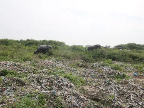 CLIP: Cận cảnh “núi rác” 84.000 tấn bị "bỏ quên" giữa thành phố
