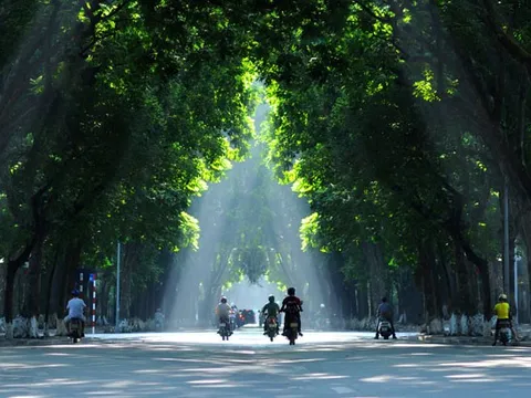 Hà Nội tính thay nhiều cây xanh