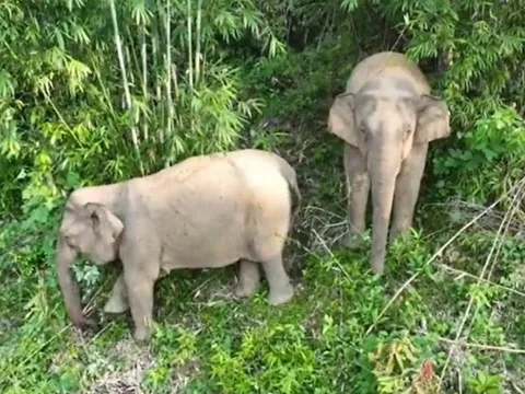 2 con voi rừng bất ngờ đến gần khu dân cư