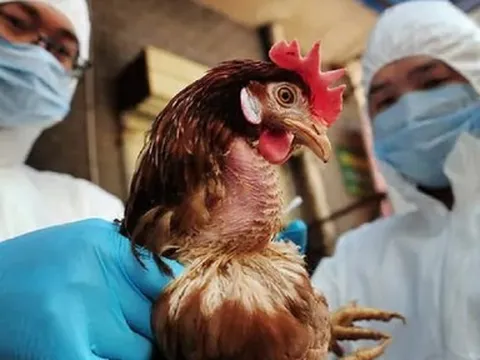 Bệnh cúm A/H5 nguy hiểm như thế nào sau nhiều năm "mất dấu"?