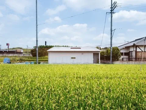 Nhà cấp 4 nằm giữa đồng lúa chín trĩu bông