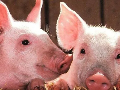 Ghi nhận doanh thu đột biến từ bất động sản, Dabaco lãi lớn sau 4 quý liền giảm sâu