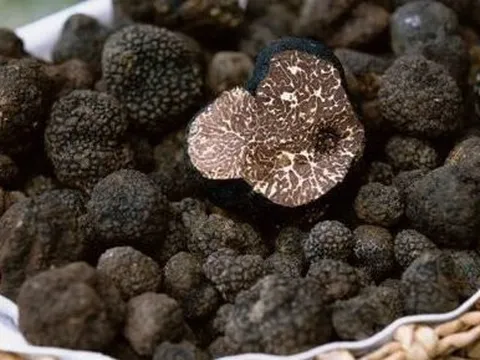 Sản vật mang hình thù xấu xí nhưng lại là 'kim cương' trong giới ẩm thực, đắt bậc nhất thế giới