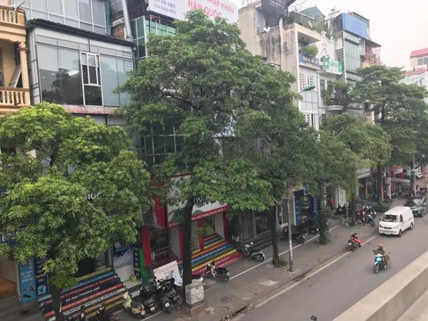 Đề xuất di dời 80 cây hoa sữa trên một tuyến phố vì mùi hương đậm đặc