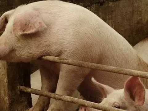 Trong khi nhiều lãnh đạo chi tiền mua cổ phiếu công ty, Chủ tịch HĐQT Nguyễn Như So sắp bán ra 10 triệu cp Dabaco (DBC) dù đã mất 60% thị giá