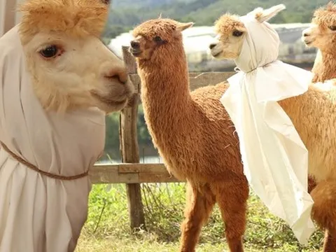 Xuất hiện đàn lạc đà “lạ” ở nông trại Đà Lạt khiến dân tình xôn xao tìm gặp vì quá đáng yêu