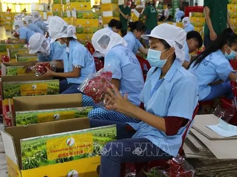 Mục tiêu đến năm 2025, xuất khẩu trái cây đạt trên 5 tỷ USD