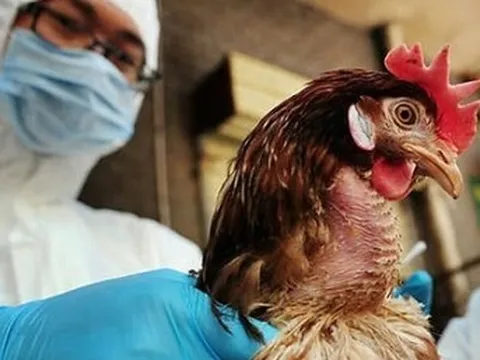 4 biện pháp phòng, chống lây nhiễm cúm gia cầm sang người