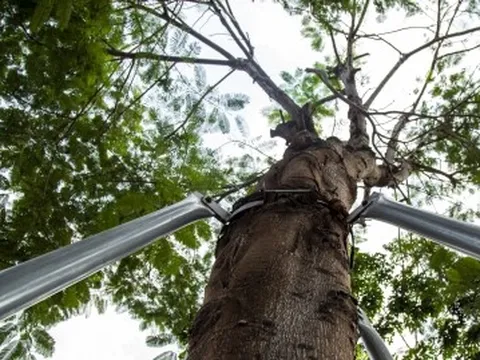 Ảnh: Xót xa 'gông cùm' sắt siết chặt hàng cây xanh đang phát triển