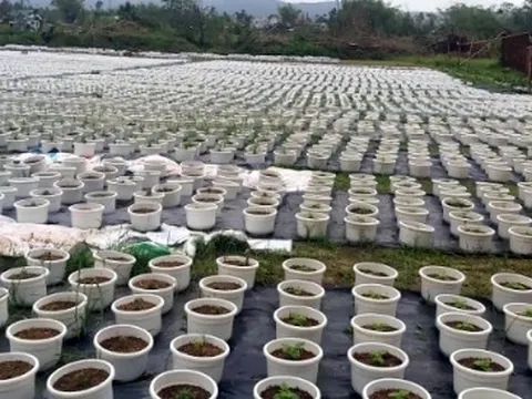 Người dân trồng hoa, rau vụ Tết ở Đà Nẵng gian nan sau mưa lũ