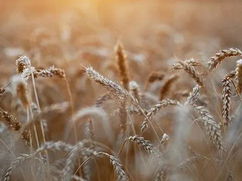 Nga ngừng tham gia thỏa thuận xuất khẩu ngũ cốc