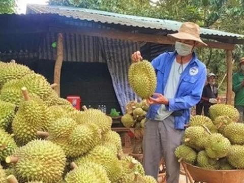 Đua nhau chặt cà phê, tiêu để trồng sầu riêng
