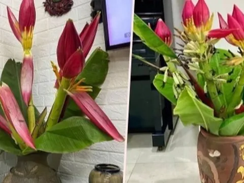 Khách Hà Nội săn lùng 'tuyệt phẩm' hoa chuối rừng hút tài lộc