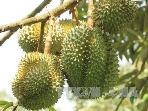 Sầu riêng Tiền Giang vụ nghịch được giá