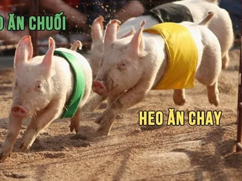 Cuộc chiến thịt heo: Heo ăn chay – Heo ăn chuối “cân sức cân tài”, Masan MEATLife và Dabaco "đuối" về biên lợi nhuận gộp
