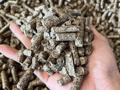 Cơ hội tỉ USD từ viên nén gỗ