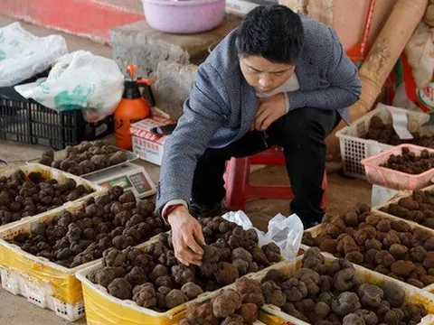 Một ngày ở chợ nấm Côn Minh - nơi bán 'thức quà của đất' đắt đỏ bậc nhất thế giới