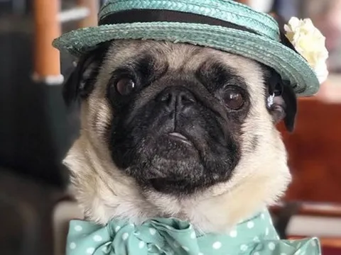 Không chỉ mạnh tay chi 1.000 USD để mua một chiếc bát, giới nhà giàu còn hào phóng sắm đồ xa xỉ cho một đối tượng ít ai ngờ tới