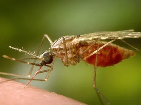 Đã có hy vọng chống bệnh sốt rét?