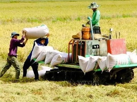 Thị trường nông sản tuần qua: Giá lúa trái chiều, cà phê gần về mốc 40.000 đồng/kg