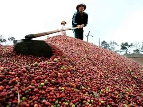 Tận dụng tốt cơ hội, cà phê Việt tự tin chinh phục mục tiêu 4 tỷ USD