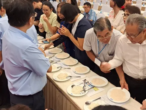 Gạo ST25 bị soán ngôi "gạo ngon Việt Nam"