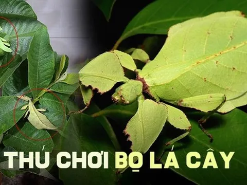 Thú chơi “chiếc lá di động” tiền triệu độc đáo