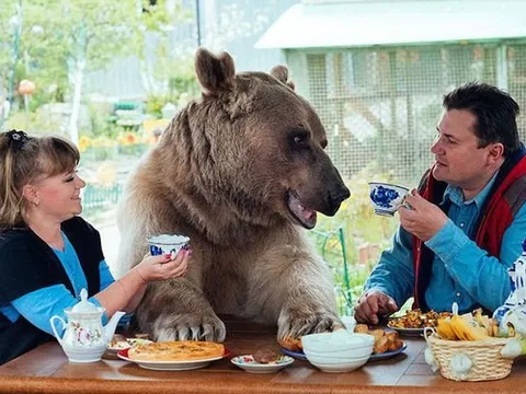 Chú gấu Stepan nổi tiếng kiếm tiền bằng cách nào?