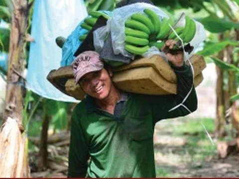 Nghị định thư xuất khẩu chuối sang Trung Quốc: Cơ hội mở rộng thị trường nông sản