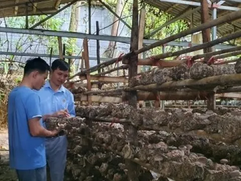 Chàng thanh niên người Thái thu tiền tỷ mỗi năm từ trồng nấm