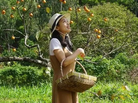 Vườn hồng trăm tuổi trĩu quả ở Nghệ An thu hút giới trẻ