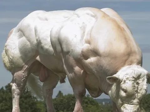 Hà Nội hợp tác với doanh nghiệp Bỉ phát triển giống "bò cơ bắp" nặng 1 tấn