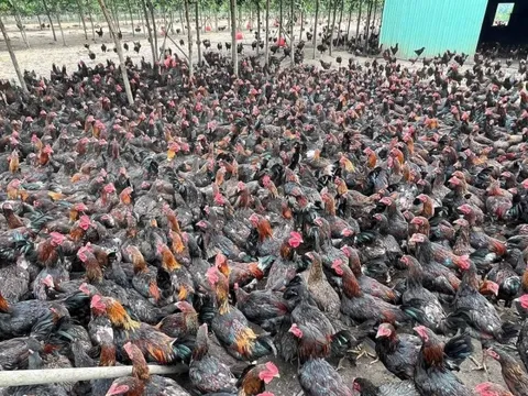 Xuất hiện Gà đi bộ ăn chuối của Hoàng Anh Gia Lai, được bán thử tại 2 cửa hàng Bapi Đà Nẵng và Tp.HCM