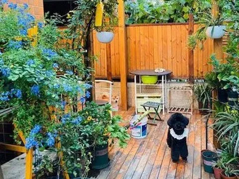 Sau 2 năm sử dụng, khu vườn 48m² khiến ai cũng phải trầm trồ trước diện mạo mới