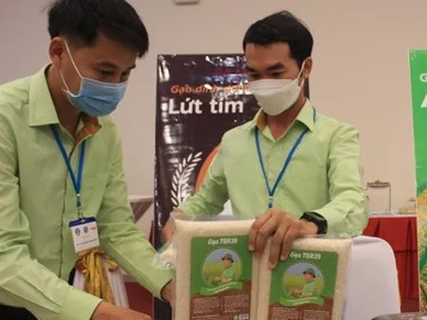 Lùm xùm nghi vấn 'đánh tráo' gạo ngon nhất: Chủ tịch Hiệp hội lương thực lên tiếng