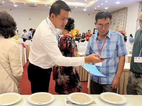 Nghi vấn 'gạo ngon nhất Việt Nam': Sẽ xét nghiệm ADN gạo để làm rõ