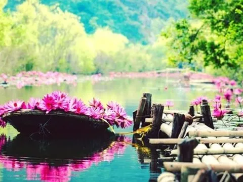 Check-in hoa súng nở rộ rực rỡ tại dòng suối xinh đẹp ở vùng ngoại thành Hà Nội