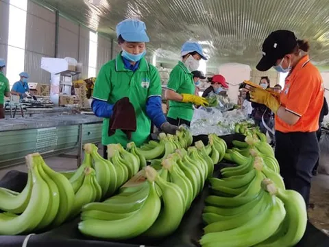 Nông nghiệp là trụ đỡ (*): Ngành rau quả chờ bùng nổ