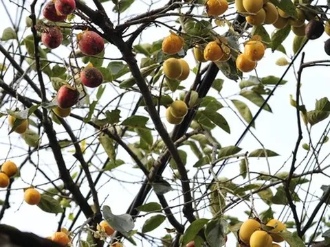 Gia chủ tiết lộ thu nhập "khủng" nhờ cây hồng cổ trăm tuổi "quý hơn vàng" ở Ninh Bình