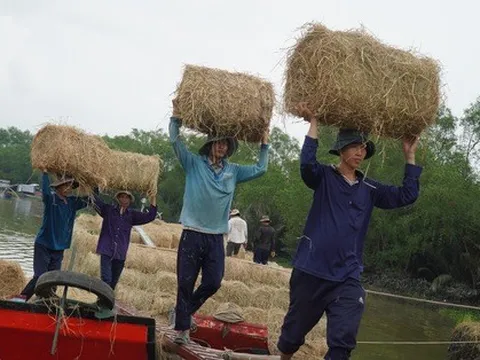 Chợ rơm miền Tây hút hàng vì mưa kéo dài